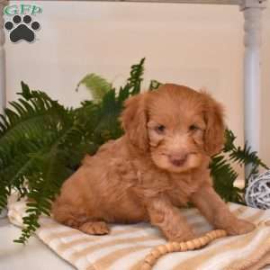 Tanner, Cavapoo Puppy